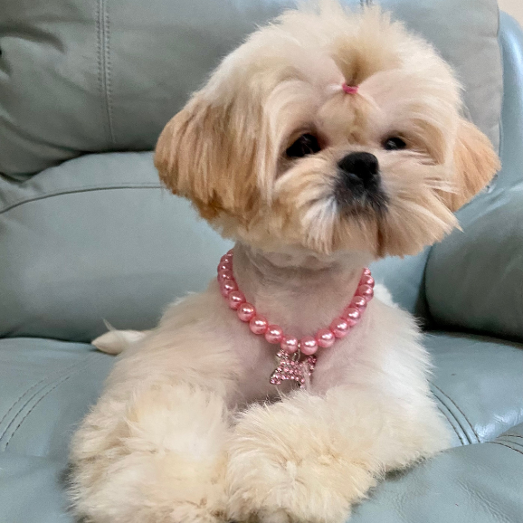 Fancy Garden Shih Tzu's Ivory: A stunning female adult Shih Tzu with a graceful presence, showcasing the beauty and elegance of the golden coat color.